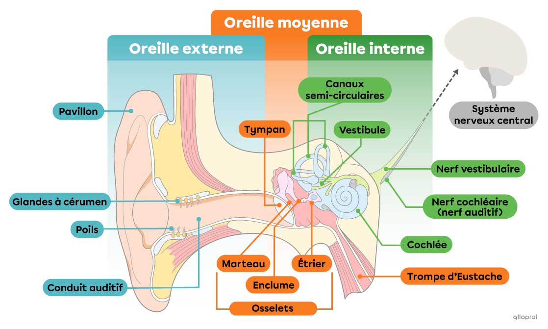 schéma de l'oreille